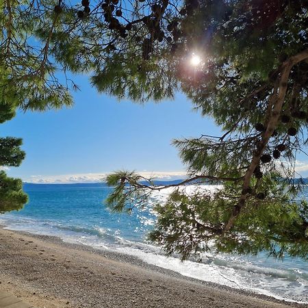 Vila Maslina Apartments Mit Pool Und Garten Nahe Am Strand Tučepi Eksteriør billede